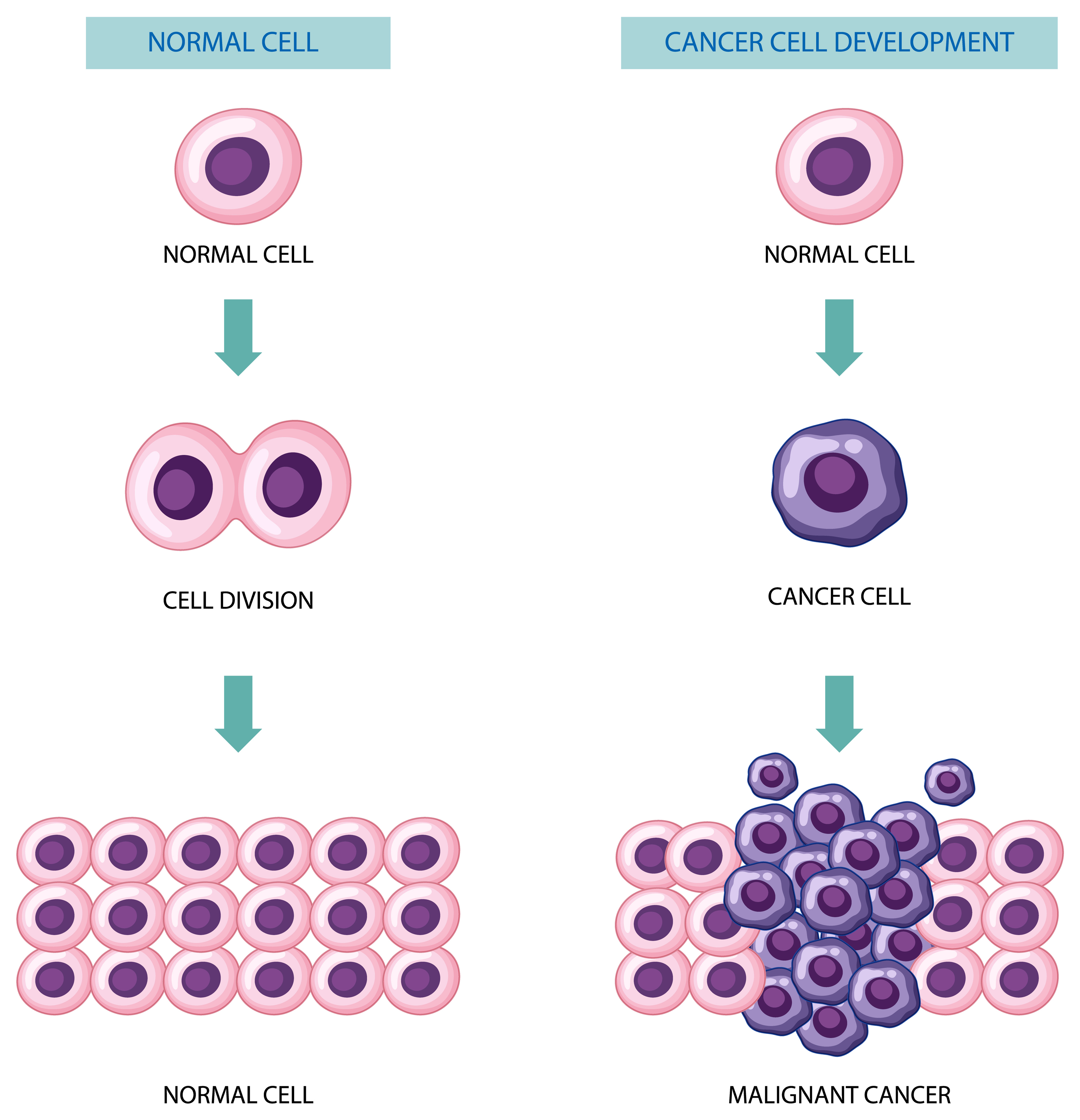 Normal cells and cancer cells