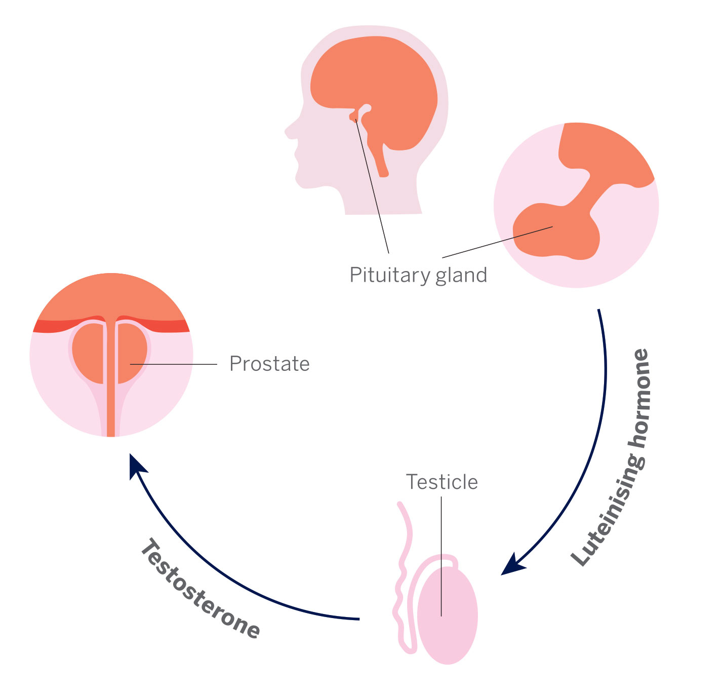 Lutenising hormone