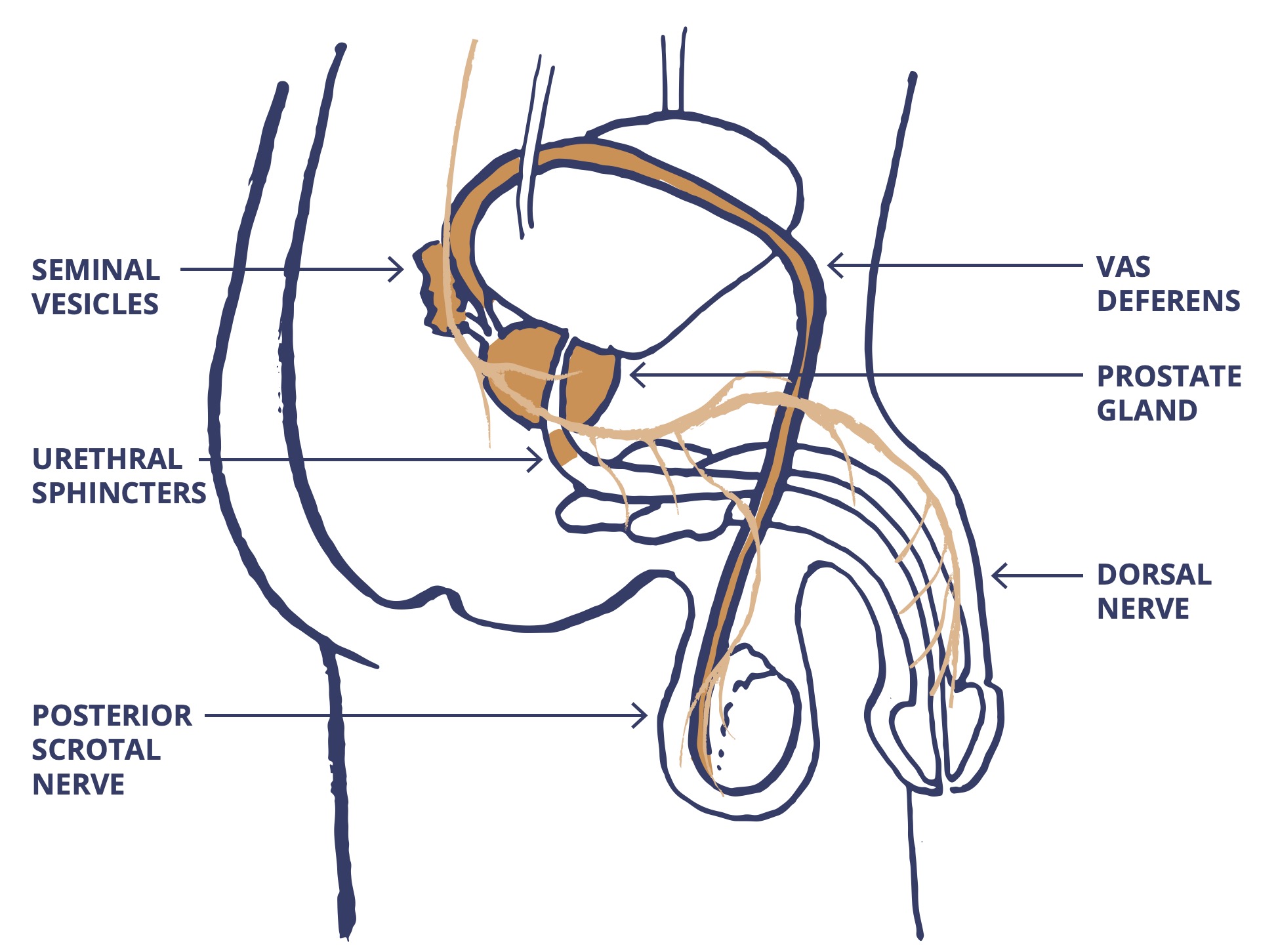 Illustration showing male reproductive organs