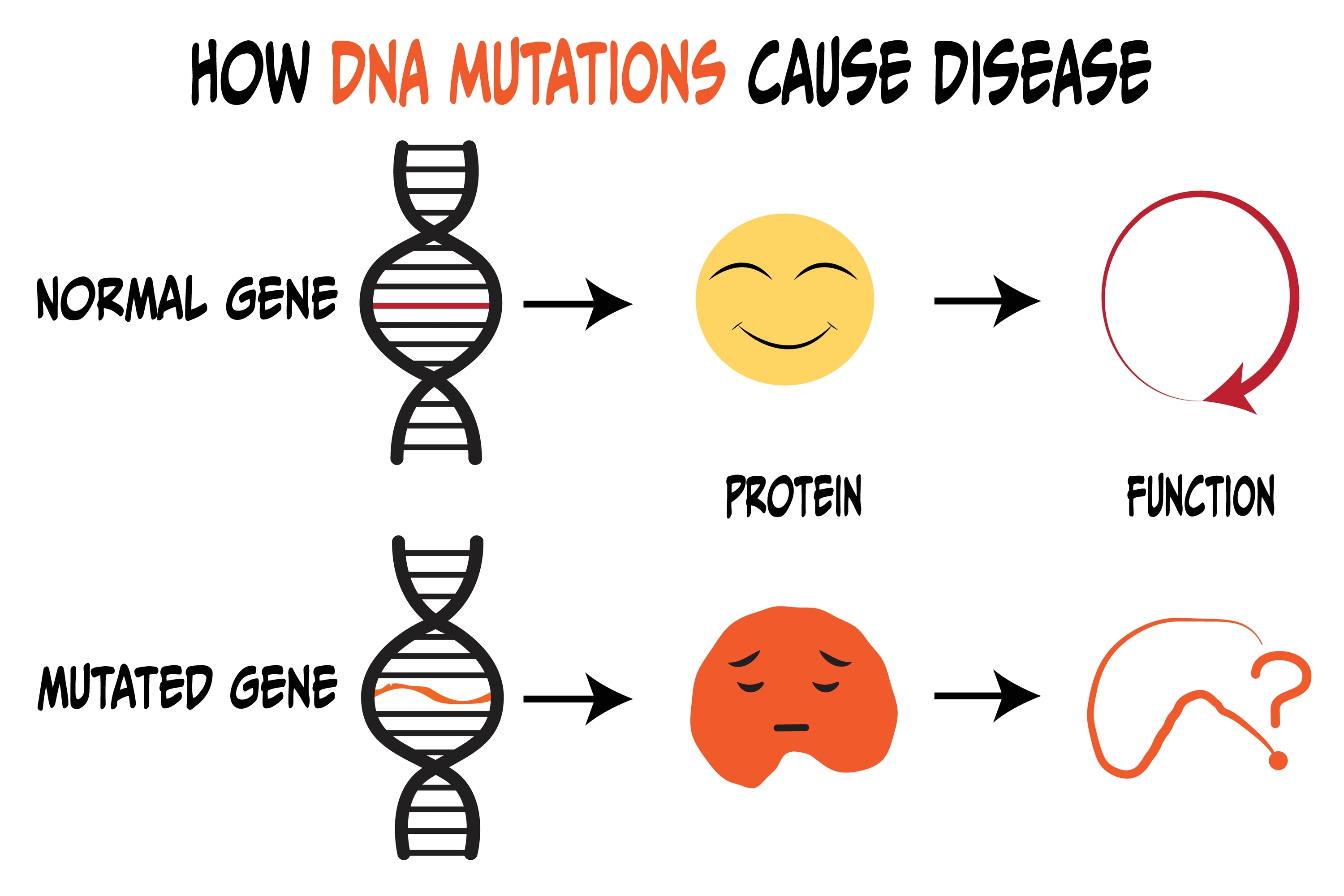 How DNA mutations cause disease illustration