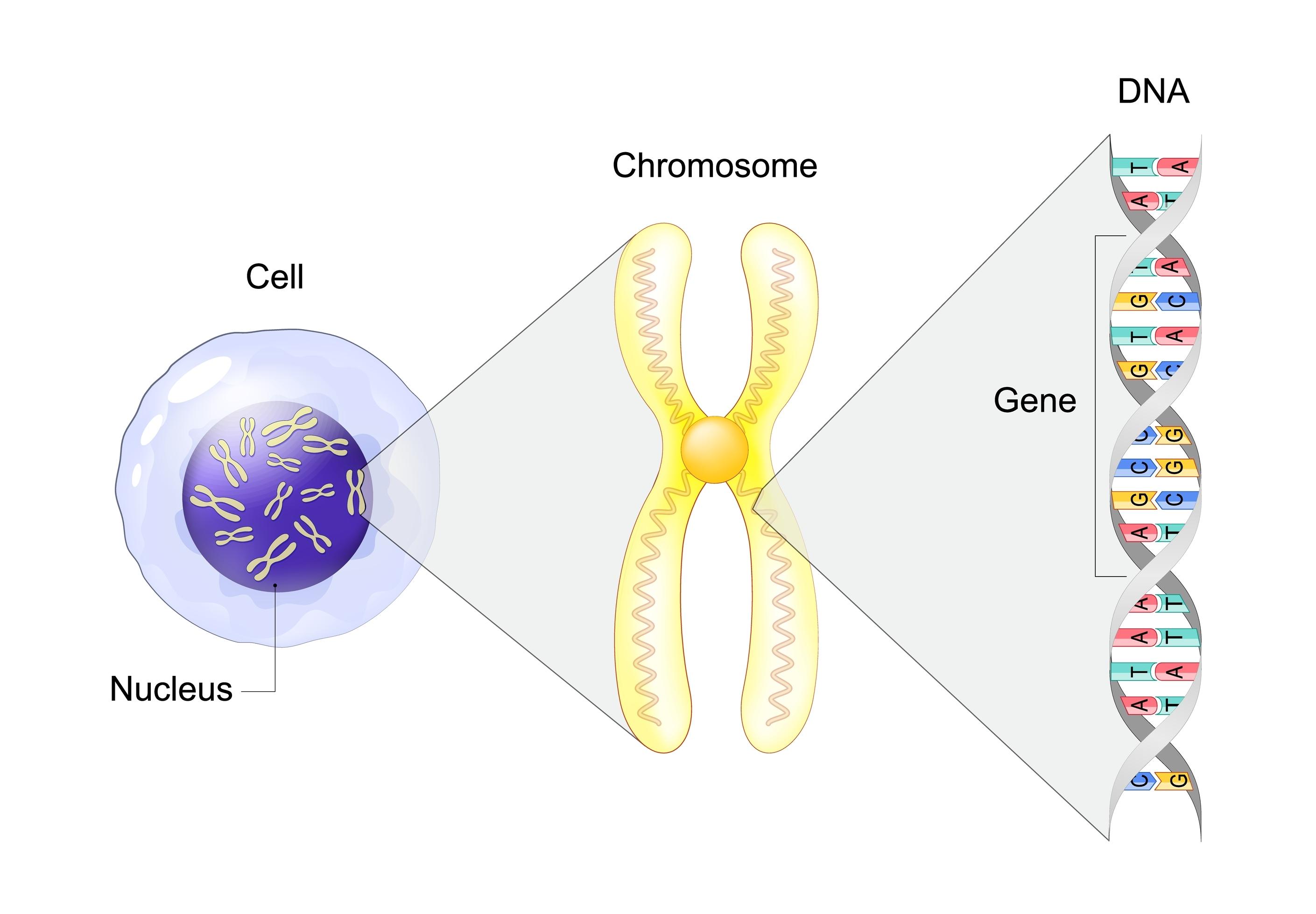 Illustration showing a cell, chromosome, gene and DNA