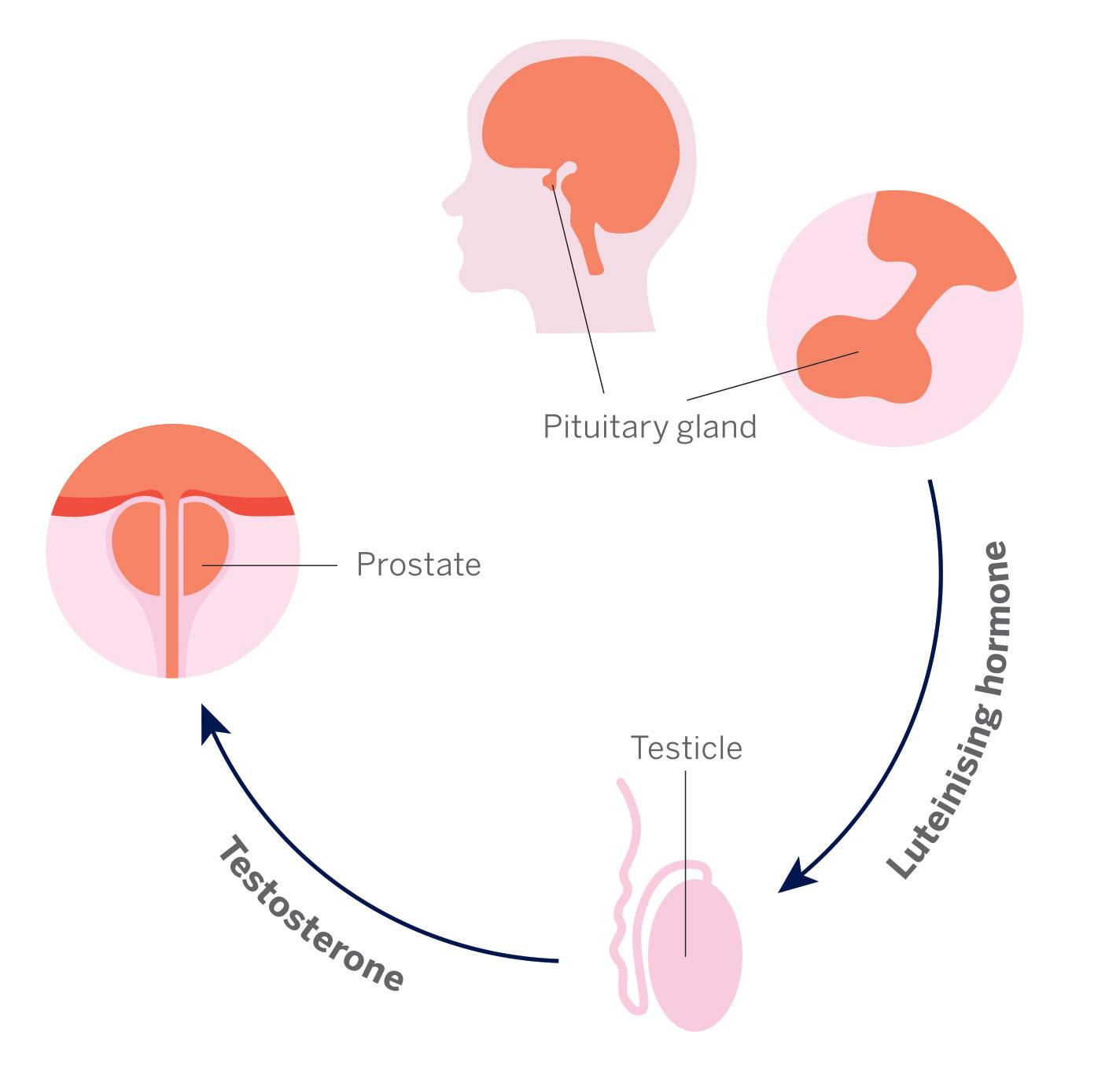 How hormone therapy works diagram